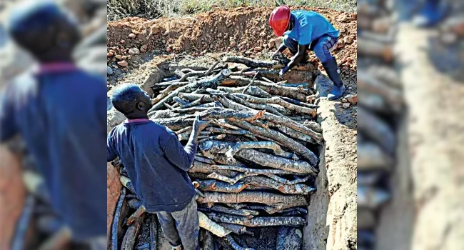 Beneficiados (produção de carvão sutentável)